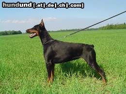 Dobermann Hunde Foto 14264 Dobermann Kara vom Blasenstein