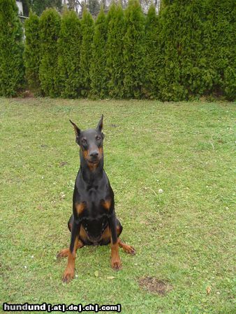Dobermann Hunde Foto 6913 Dobermann KARA