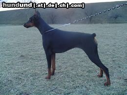 Dobermann Hunde Foto 9007 Dobermann Kara