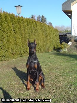 Dobermann Hunde Foto 9006 Dobermann Kara