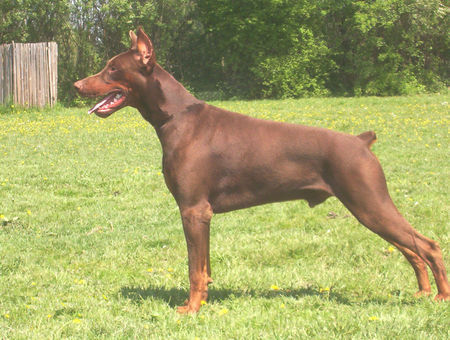 Dobermann Hunde Foto 35366 in höherer Auflösung ansehen Dobermann Dobrman,Dobermann King Černý Trůn