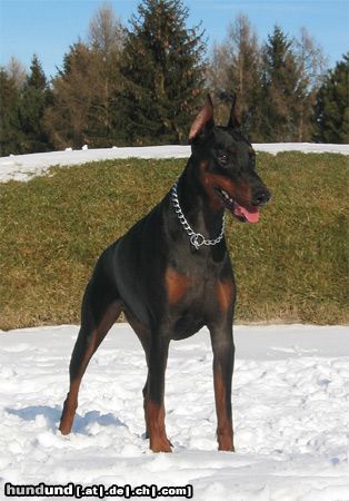 Dobermann Hunde Foto 8639 Dobermann