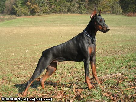 Dobermann Hunde Foto 6790 Dobermann KITANA