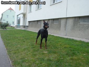 Dobermann Hunde Foto 10055 Dobermann Qui Vive vom Traum d. Jugend