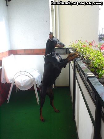 Dobermann Hunde Foto 9363 Dobermann Qui Vive