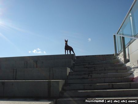 Dobermann Hunde Foto 9364 Dobermann Qui Vive