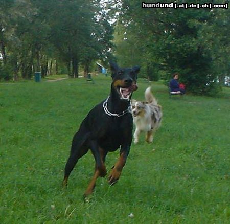 Dobermann Hunde Foto 12466 Dobermann Qui Vive