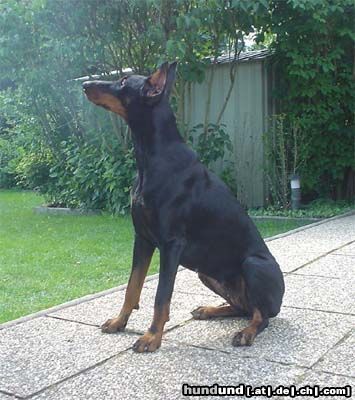 Dobermann Hunde Foto 11767 Dobermann Qui Vive