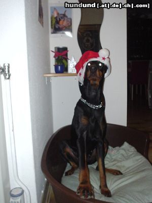 Dobermann Hunde Foto 7638 Dobermann Qui Vive