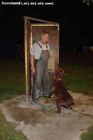Dobermann Hunde Foto 5837 Dobermann Hartyani Kuno