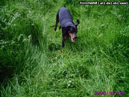 Dobermann Hunde Foto 21981 in höherer Auflösung ansehen Dobermann Mikey
