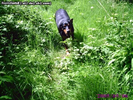 Dobermann Hunde Foto 21982 in höherer Auflösung ansehen Dobermann Mikey