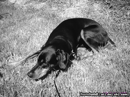 Dobermann Hunde Foto 21827 Dobermann lieb bin ich auch mal