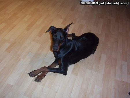 Dobermann Hunde Foto 11507 Dobermann Meine Gräfin Luna