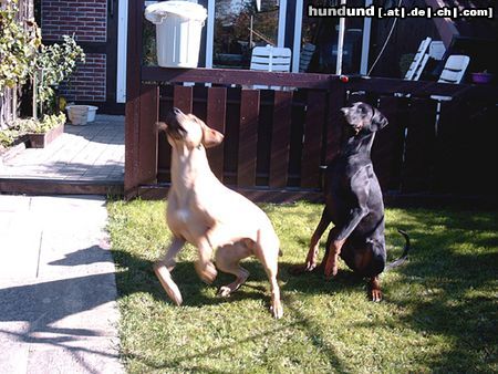 Dobermann Hunde Foto 15499 Dobermann fliegen müßt man können!