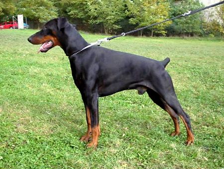 Dobermann Hunde Foto 1349 Dobermann Arnold Halit Pasa - certifikat of canisterapie, ZTP - V1A, HD - A