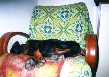 Dobermann Hunde Foto 1348 Dobermann Arnold Halit Pasa - certifikat of canisterapie, ZTP - V1A, HD - A