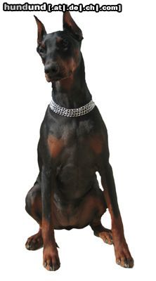 Dobermann Hunde Foto 10043 Dobermann Mein Liebling