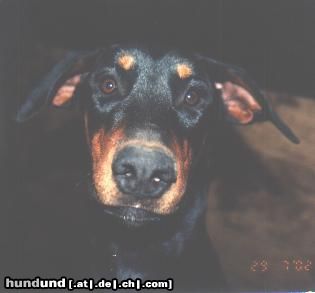 Dobermann Hunde Foto 11350 Dobermann Das ist mein Hund Midas. Er ist 1 jahre alt.