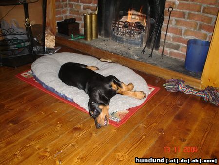Dobermann Hunde Foto 17734 Dobermann mikey liebt es am kamin