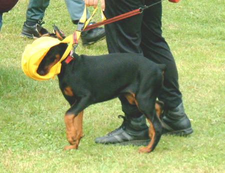 Dobermann Hunde Foto 829 Dobermann Junger Dobermann; aufgenommen beim 1. European Agility Open 2002 in Graz