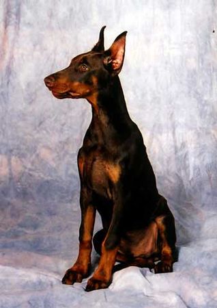 Dobermann Hunde Foto 2510 Dobermann Aramis Halit Pasa
