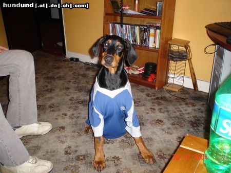 Dobermann Hunde Foto 21834 Dobermann bin ich nicht schön
