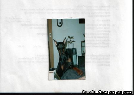 Dobermann Hunde Foto 3700 Dobermann Kitty von der Edeltanne