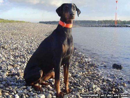 Dobermann Hunde Foto 16269 in höherer Auflösung ansehen Dobermann SOS
