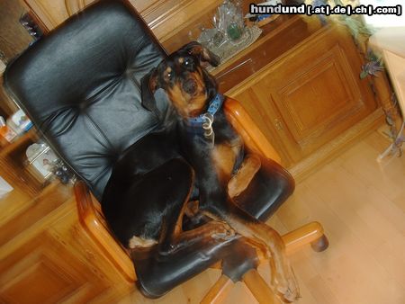 Dobermann Hunde Foto 22430 Dobermann Das ist Chico, er ist 1 1/2 Jaäre ald und super eingebildet.