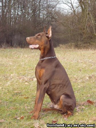 Dobermann Hunde Foto 21316 in höherer Auflösung ansehen Dobermann