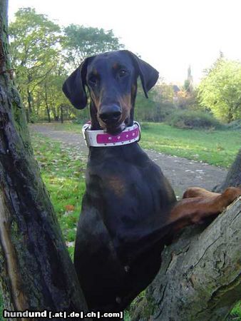 Dobermann Hunde Foto 16208 in höherer Auflösung ansehen Dobermann