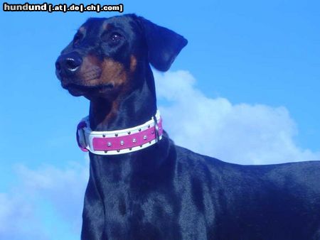 Dobermann Hunde Foto 16270 in höherer Auflösung ansehen Dobermann Hoch hinaus...