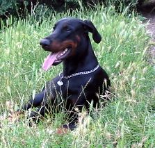 Dobermann Hunde Foto 1658 Dobermann Arnold Halit Pasa (Gino Gomez del Citone x ICH Frezie Bohemia Gotika )