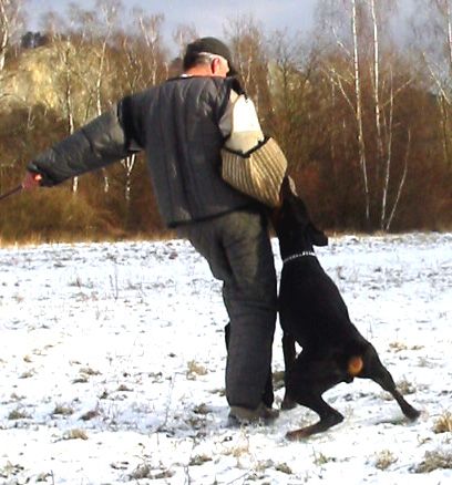 Dobermann Hunde Foto 2516 Dobermann Gino Gomez del Citone x Frezie Bohemia Gotika