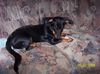 Dobermann Foto: Mini-Dobi *gg*,mix aus Dackel und Dobermann. (ID 17811) Dobermann Hund