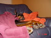 Dobermann Foto: mir geht´s gut .... (ID 30424) Dobermann Hund