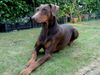 Dobermann Foto: Katze???!!! (ID 11969) Dobermann Hund
