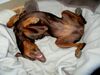 Dobermann Foto: Doch eine große Katze? (ID 11970) Dobermann Hund