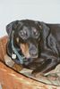 Dobermann Foto: Üse Senior Namens (ID 25147) Dobermann Hund