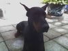 Dobermann Foto: Apollo (ID 32637) Dobermann Hund