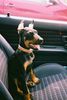 Dobermann Foto: Aaron 10 Wochen alt (ID 8995) Dobermann Hund