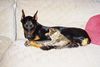 Dobermann Foto: Aaron und Kater Teddy (ID 8997) Dobermann Hund