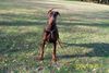 Dobermann Foto (ID 16355) Dobermann Hund
