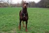 Dobermann Foto (ID 16354) Dobermann Hund