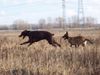 Dobermann Foto: Armi und Mira (ID 23466) Dobermann Hund