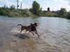 Dobermann Foto: Armi und Mira (ID 23467) Dobermann Hund