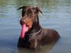 Dobermann Foto: Armi (ID 23468) Dobermann Hund