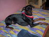 Dobermann Foto: Billy (ID 31164) Dobermann Hund