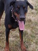 Dobermann Foto: Billy (ID 31163) Dobermann Hund